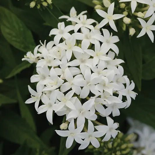 Egyptian Star Flower ‘White’ (Pentas lanceolata) - Ladybird Nursery