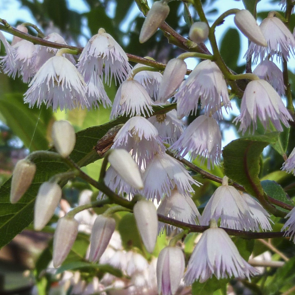 Blueberry Ash Tree Prima Donna (Elaeocarpus reticulatis) - Ladybird Nursery