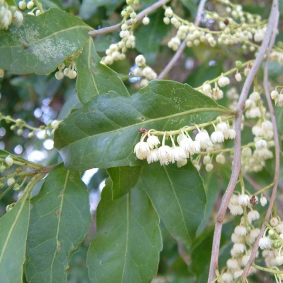 Hard Quandong (Elaeocarpus obovatus) - Ladybird Nursery
