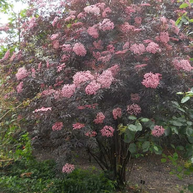 Elderberry Black Lace