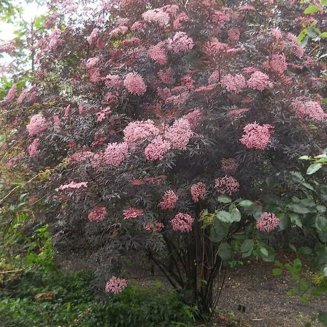 Elderberry Black Lace - Ladybird Nursery