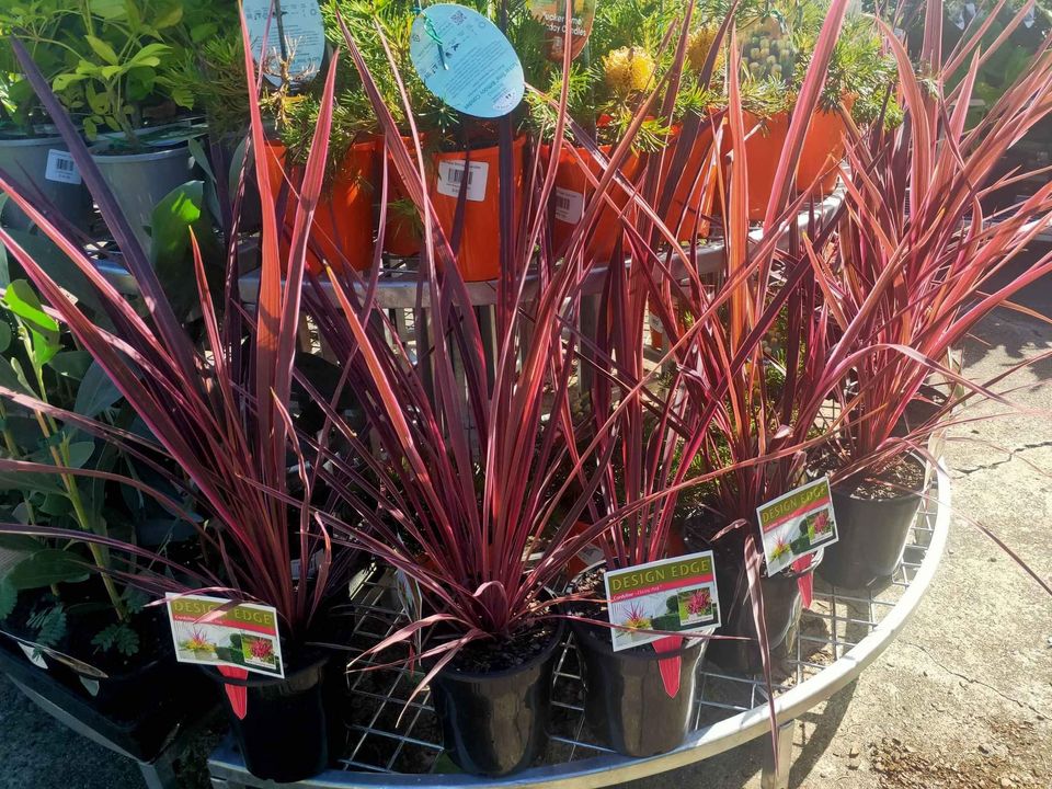 Cordyline 'Electric Pink™' (Cordyline banksii)