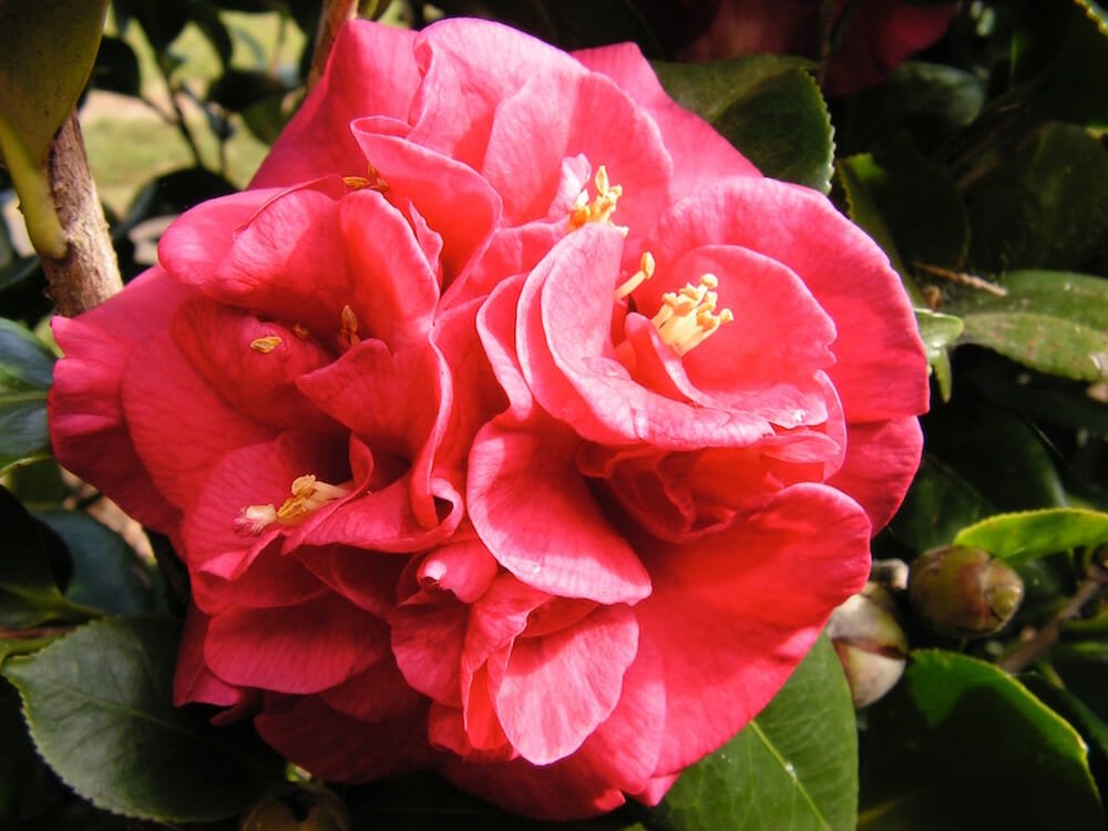 Camellia Emperor of Russia (Camellia Japonica) - Ladybird Nursery