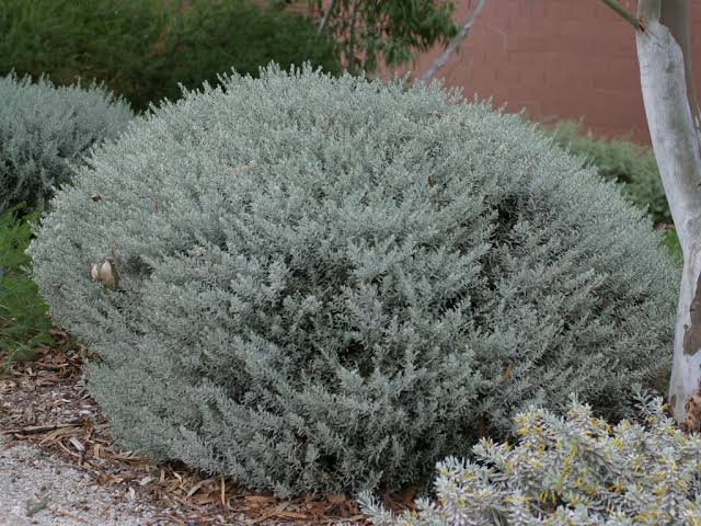 Emu Bush 'Silver Ball' (Eremophila)