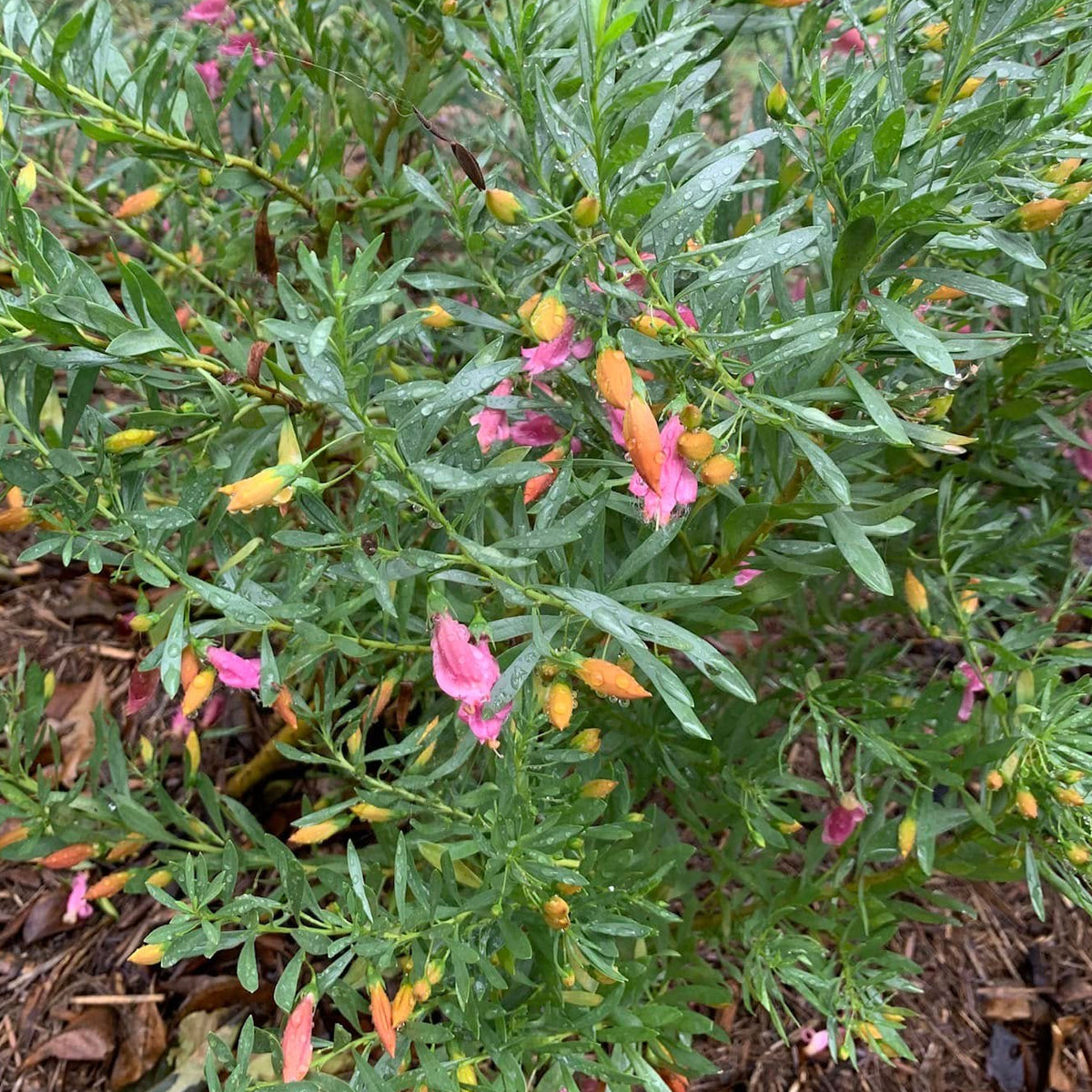 Emu Bush ‘Desert Passion’ (Eremophila) - Large