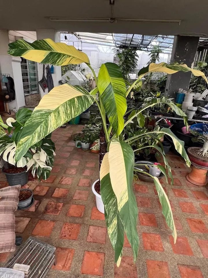 Pothos Variegated (Epipremnum amplissimum) - Ladybird Nursery