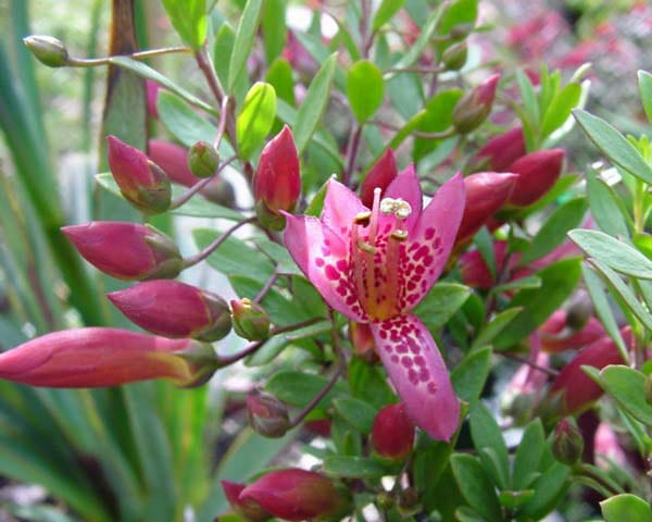 Wild Berry Emu Bush (Eremophila alternifolia) - Ladybird Nursery