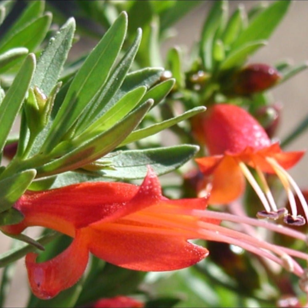 Roseworthy Emu Bush (Eremophila glabra) - Ladybird Nursery