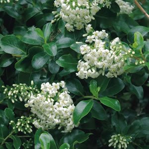 Escallonia Hedge with an Edge White (Escallonia) - Ladybird Nursery