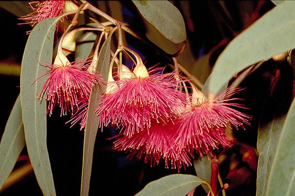 Eucalyptus Euky Dwarf (Eucalyptus leucoxylon) - Ladybird Nursery