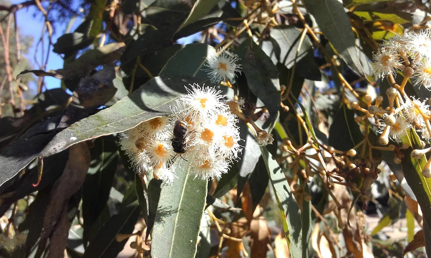 Tallowwood (Eucalyptus microcorys) - Ladybird Nursery