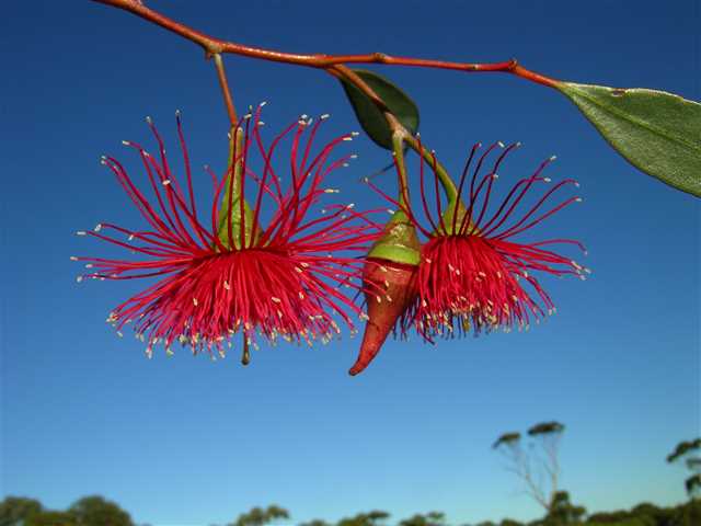 Hot Threads Eucalyptus (Eucalyptus erythronema) - Ladybird Nursery