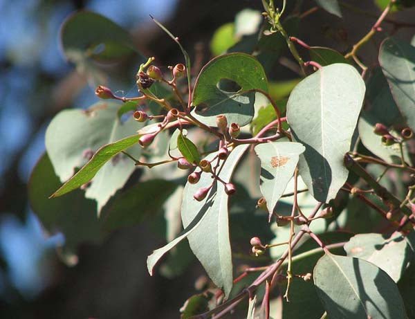 Red Box (Eucalyptus polyanthemos) - Ladybird Nursery