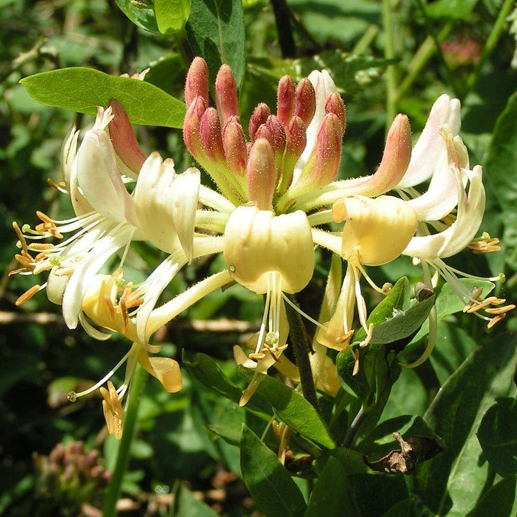 European Honeysuckle (Lonicera periclymenum) - Ladybird Nursery