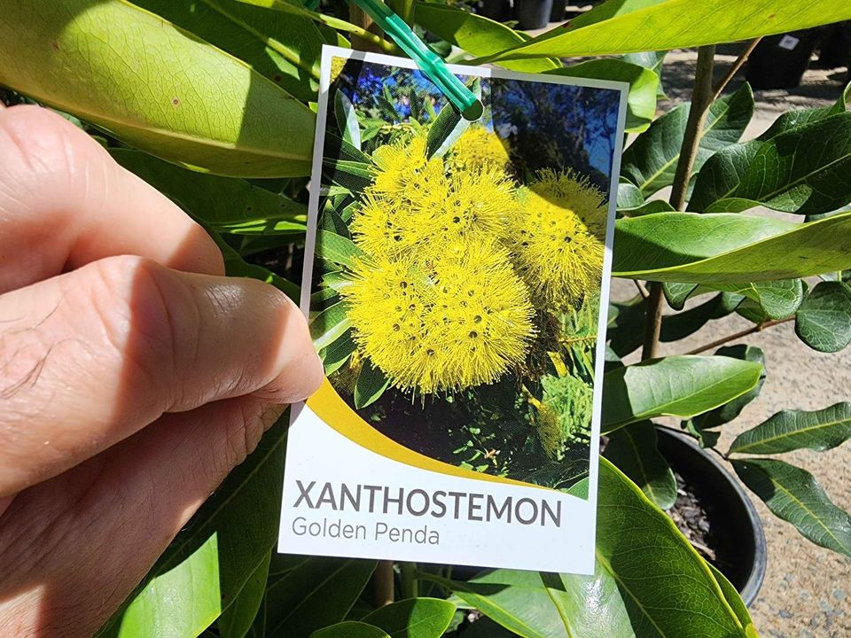 Expo Gold Penda (Xanthostemon chrysanthus) - Ladybird Nursery