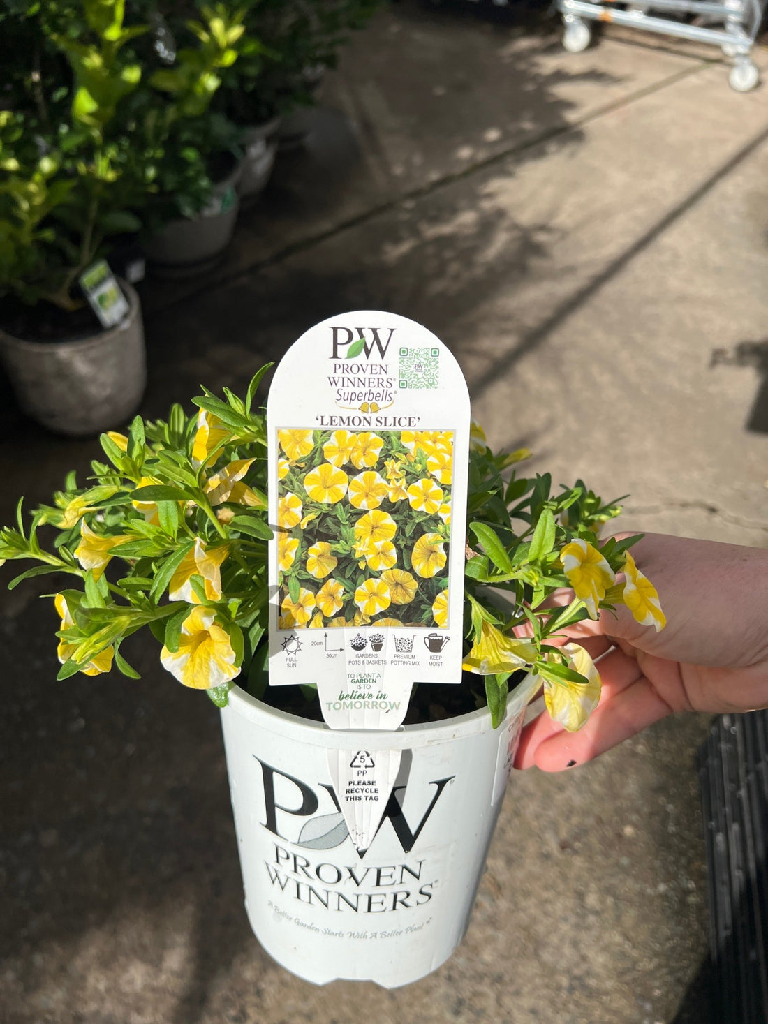 Calibrachoa Superbells® ‘Lemon Slice’ - Ladybird Nursery