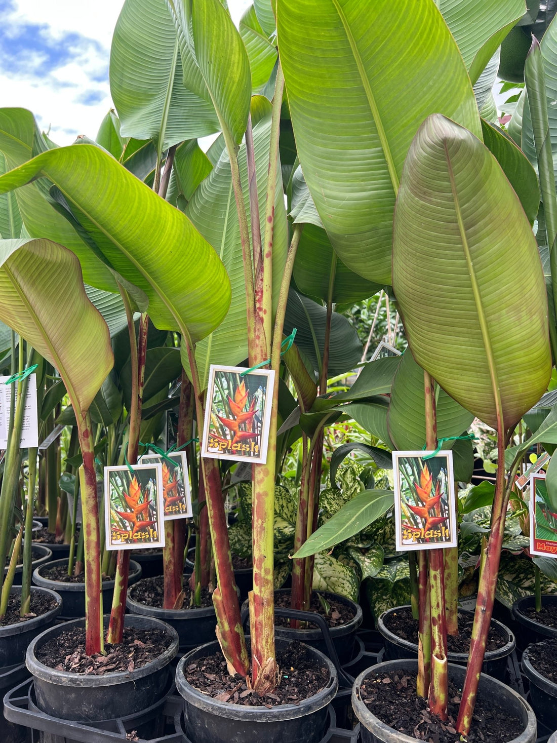Heliconia champneiana 'Splash' - Ladybird Nursery