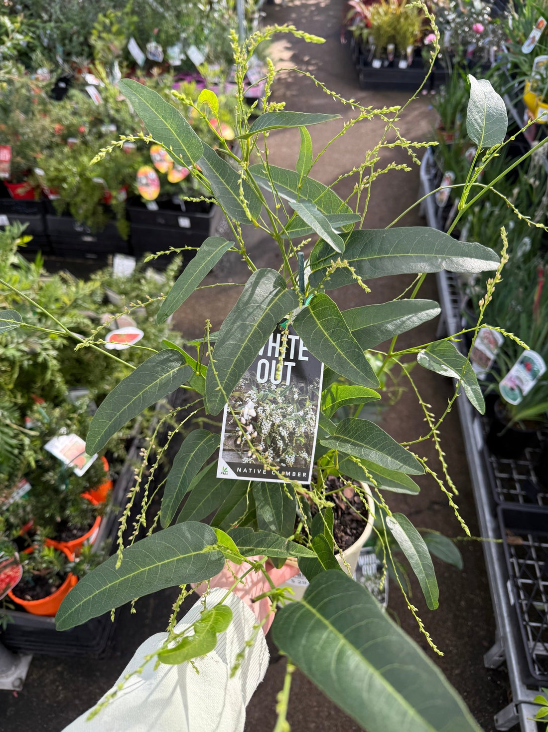 Hardenbergia 'White Out' (Hardenbergia violacea) - Ladybird Nursery