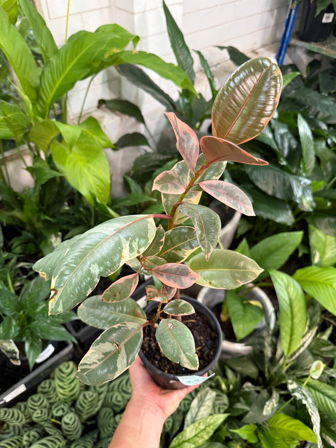 Ficus Ruby Rubber Plant (Ficus elastica) - Ladybird Nursery