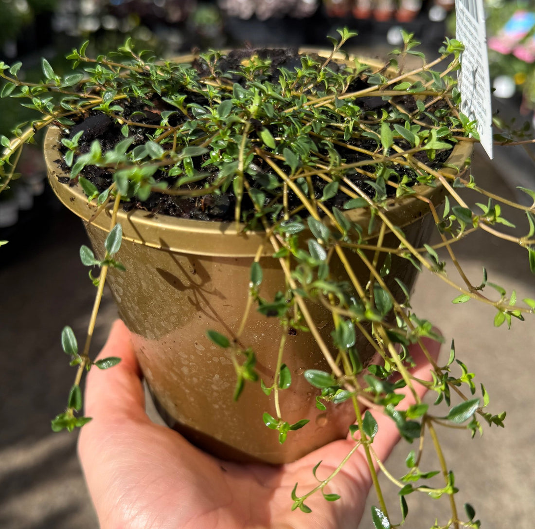 Thyme 'Caraway' - Ladybird Nursery