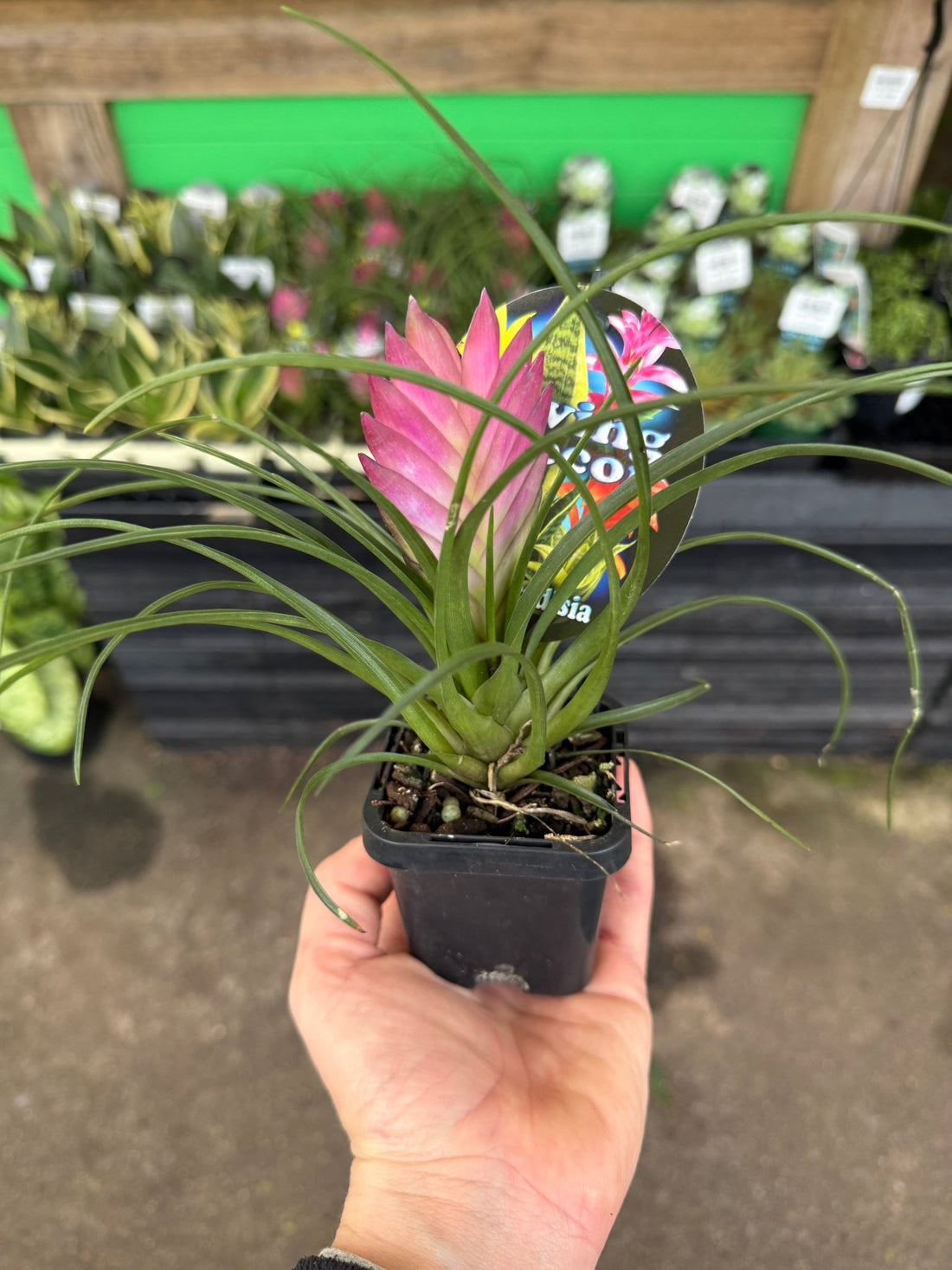Tilandsia Pink Quill - Ladybird Nursery