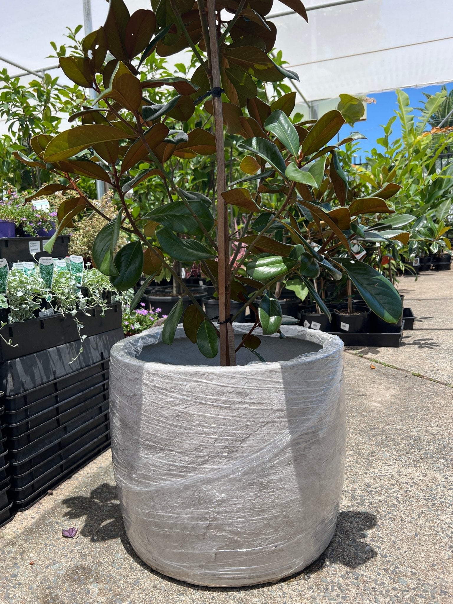 Pot 'Storm' Size 3 (PICK UP ONLY) - Ladybird Nursery