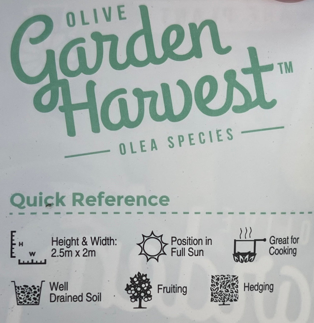 Dwarf Olive 'Garden Harvest' - Large - Ladybird Nursery