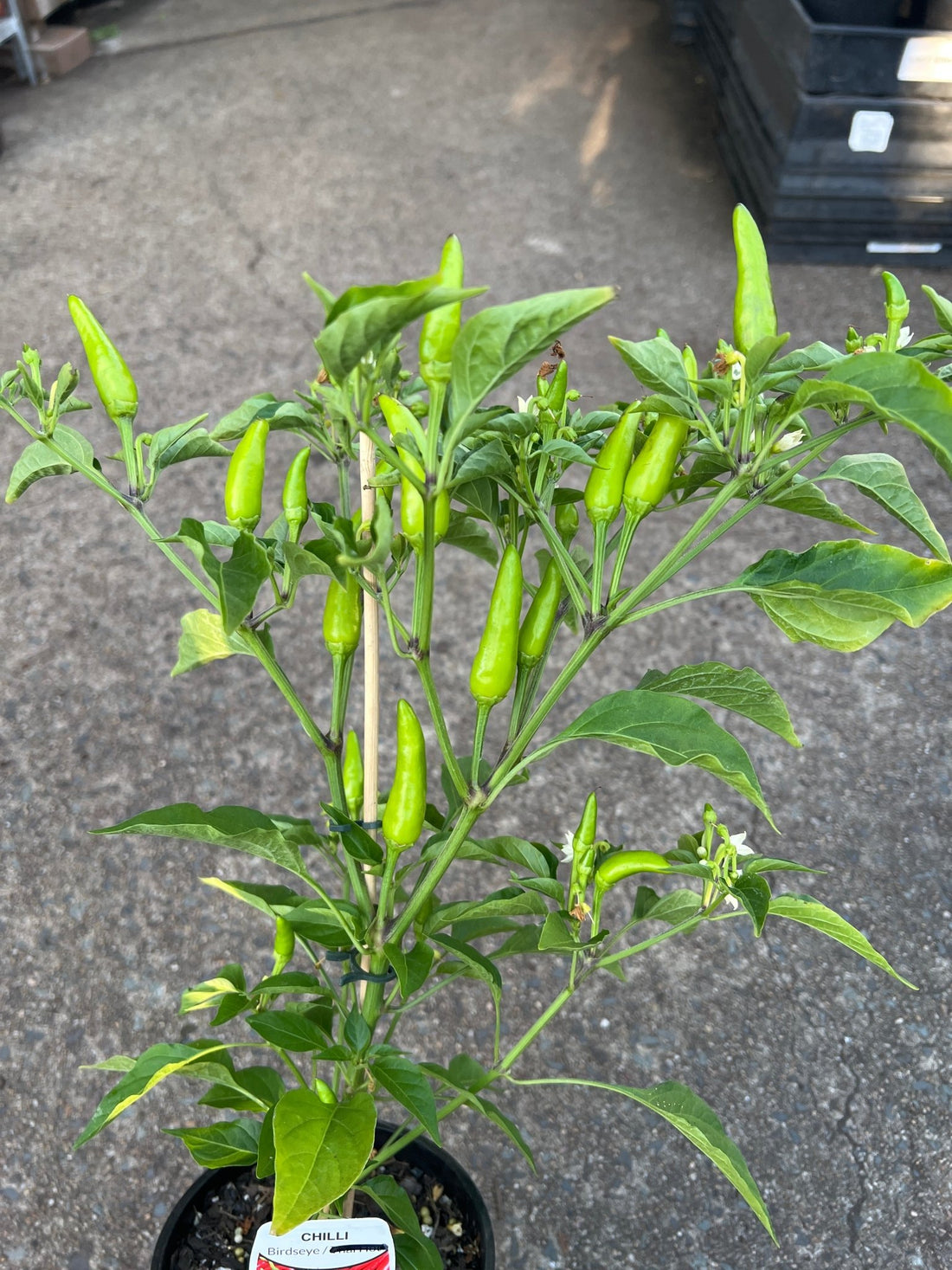 Birdseye Chilli - Ladybird Nursery