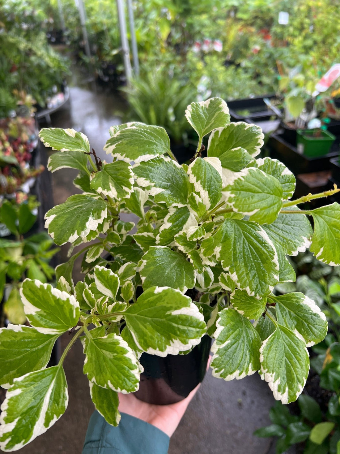 Plectranthus ‘Mozzie Repellent’ - Ladybird Nursery