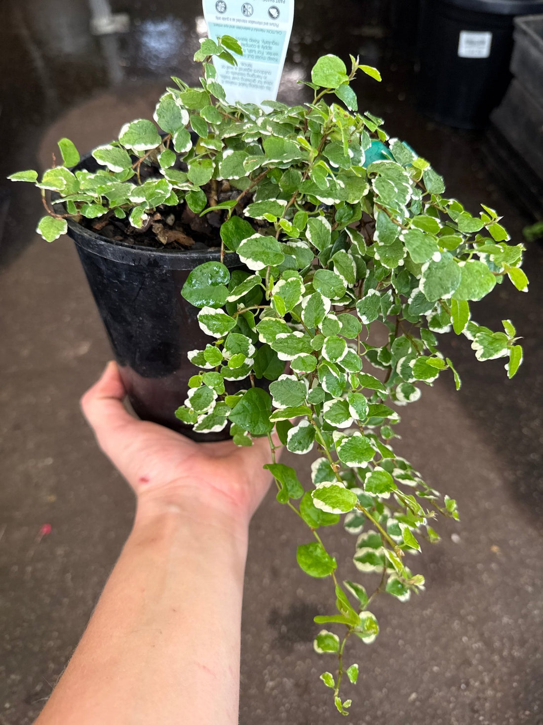 Climbing Fig Variegated (Ficus pumila) - Ladybird Nursery
