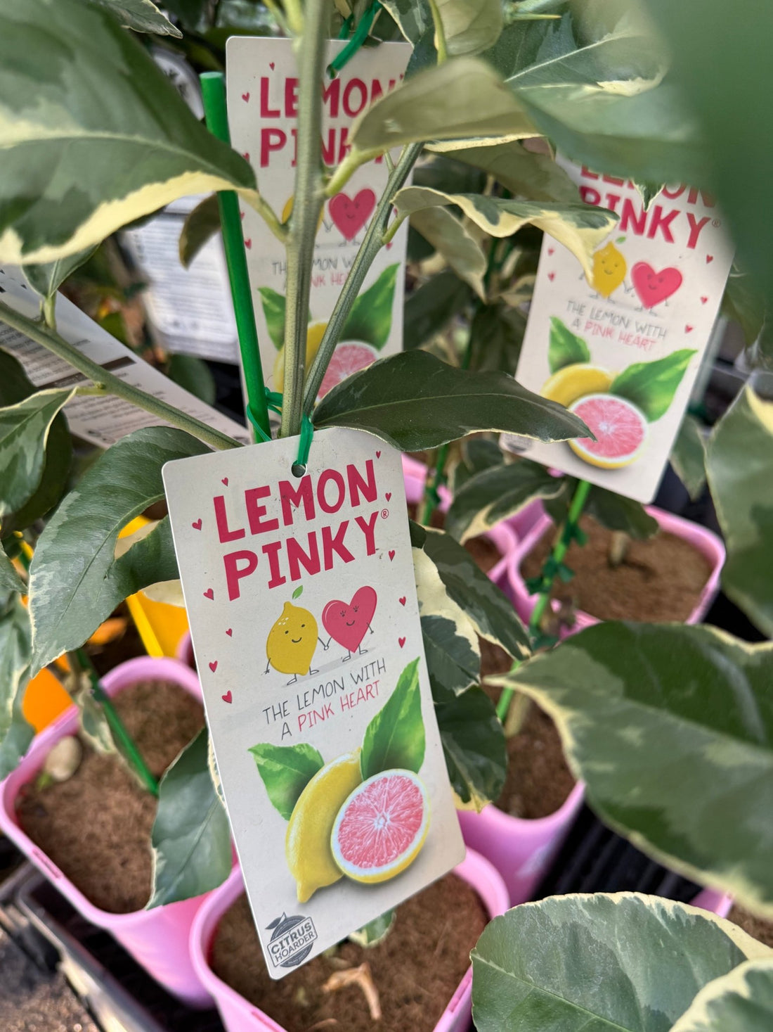 Lemon 'Pinky' (QLD Only) - Ladybird Nursery