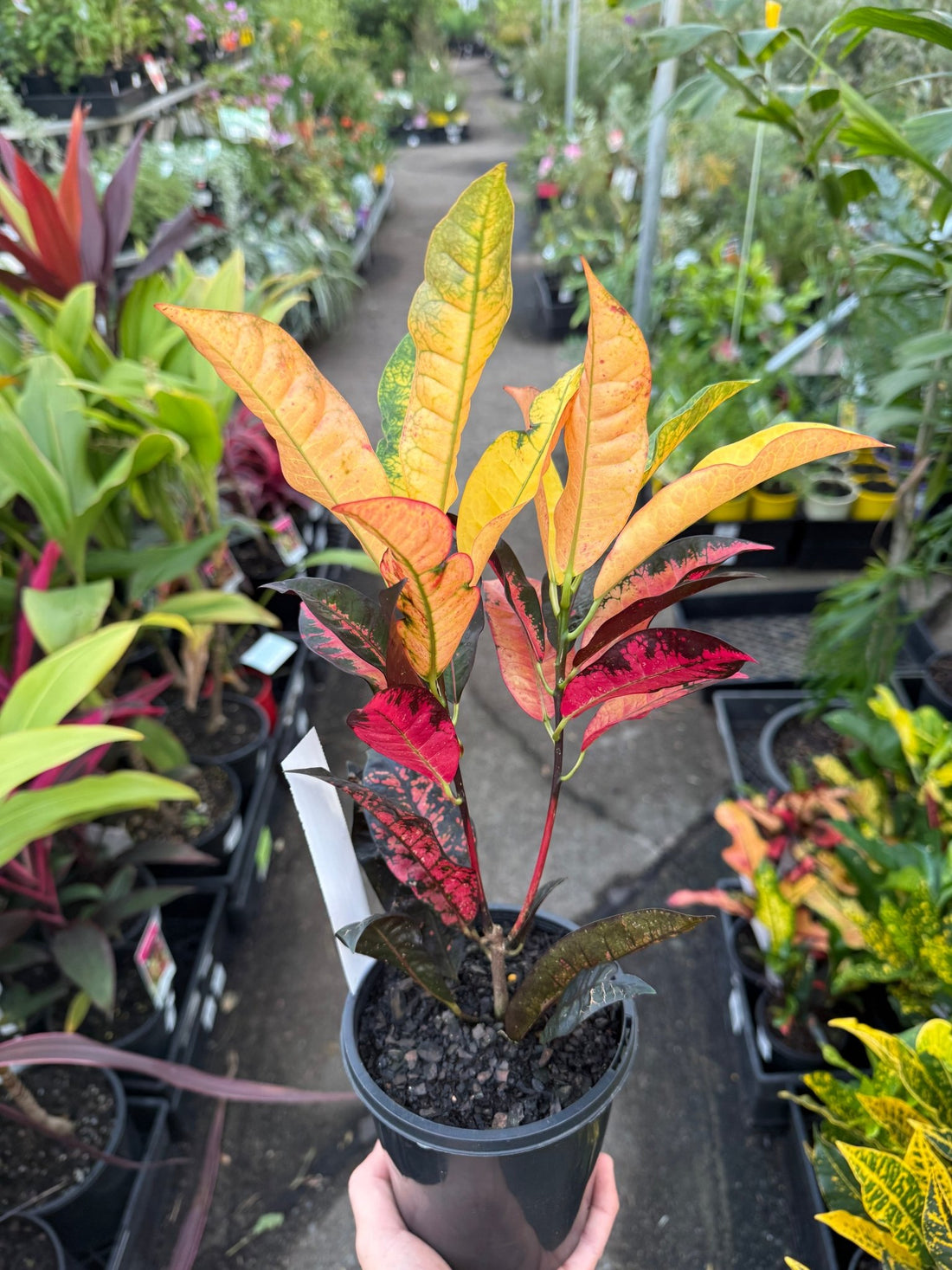 Croton 'Mrs Iceton Yellow' - Ladybird Nursery