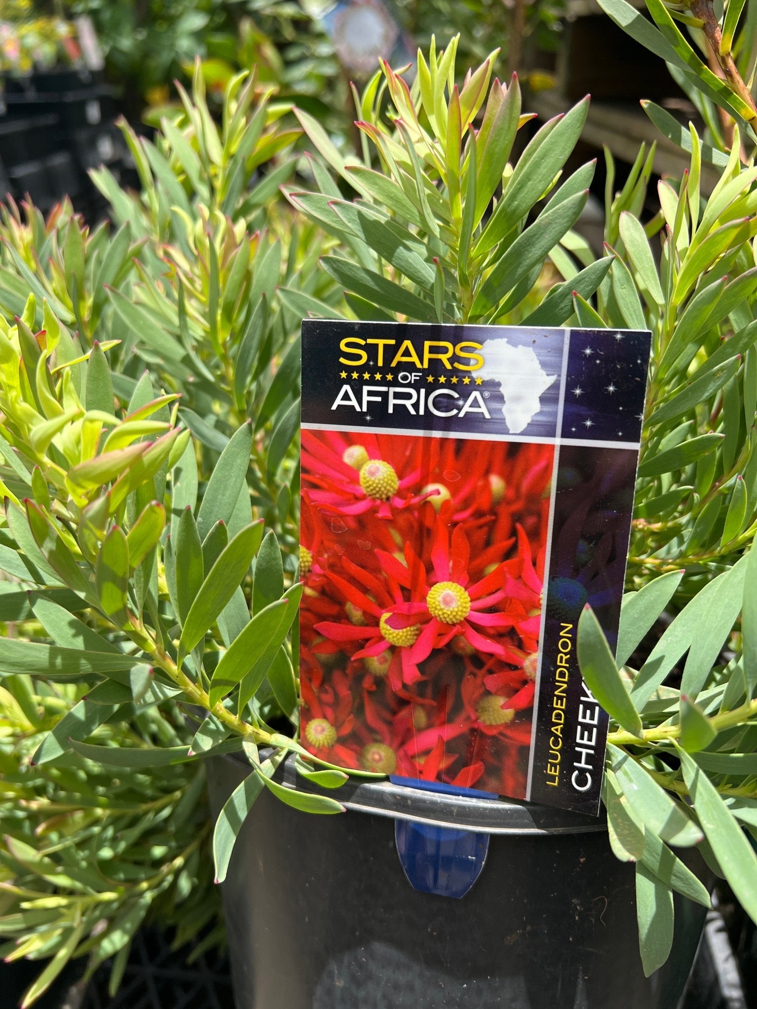 Cheeky (Leucadendron) - Ladybird Nursery