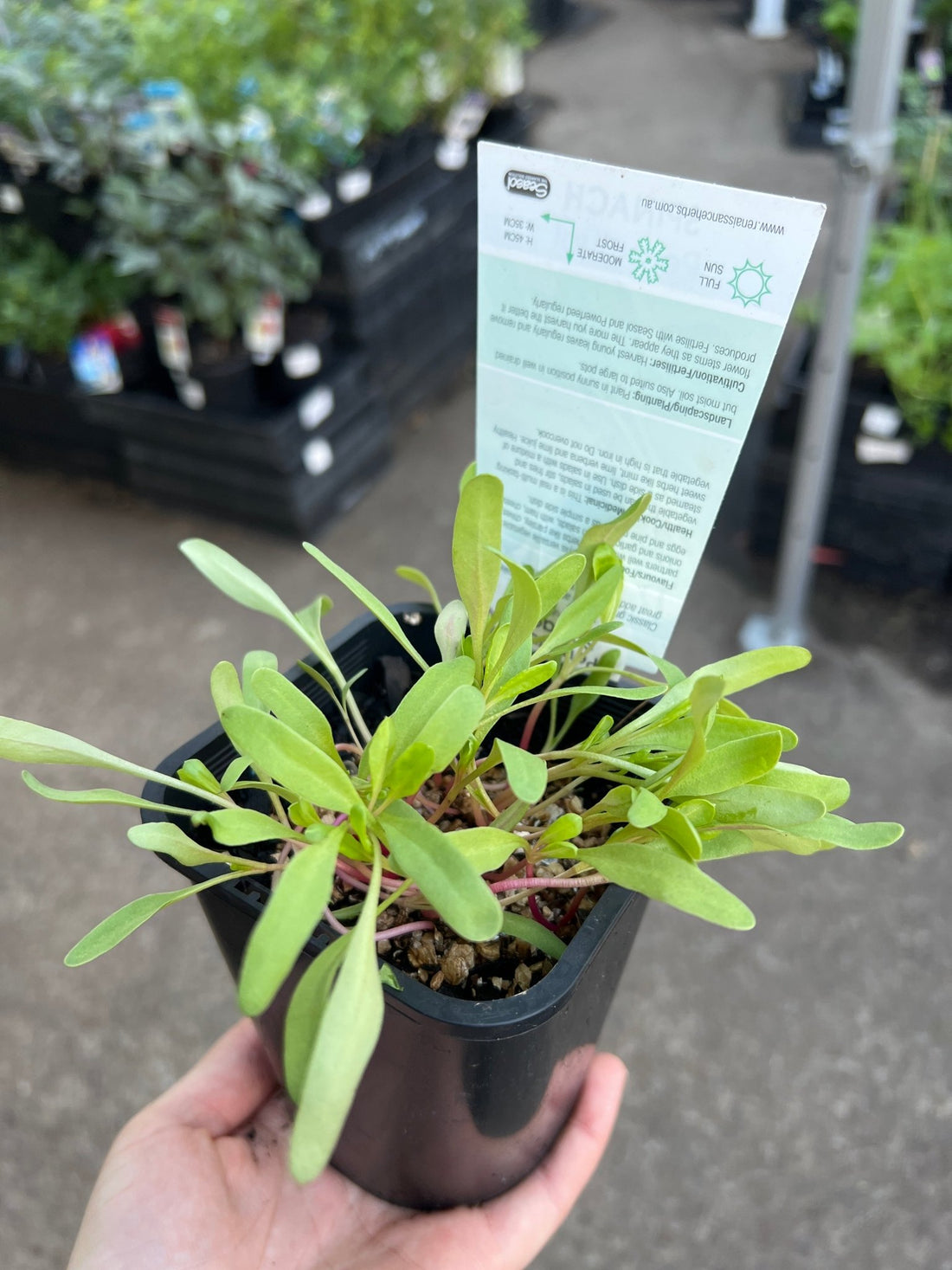 Spinach 'Perpetual' (Pickup Only) - Ladybird Nursery