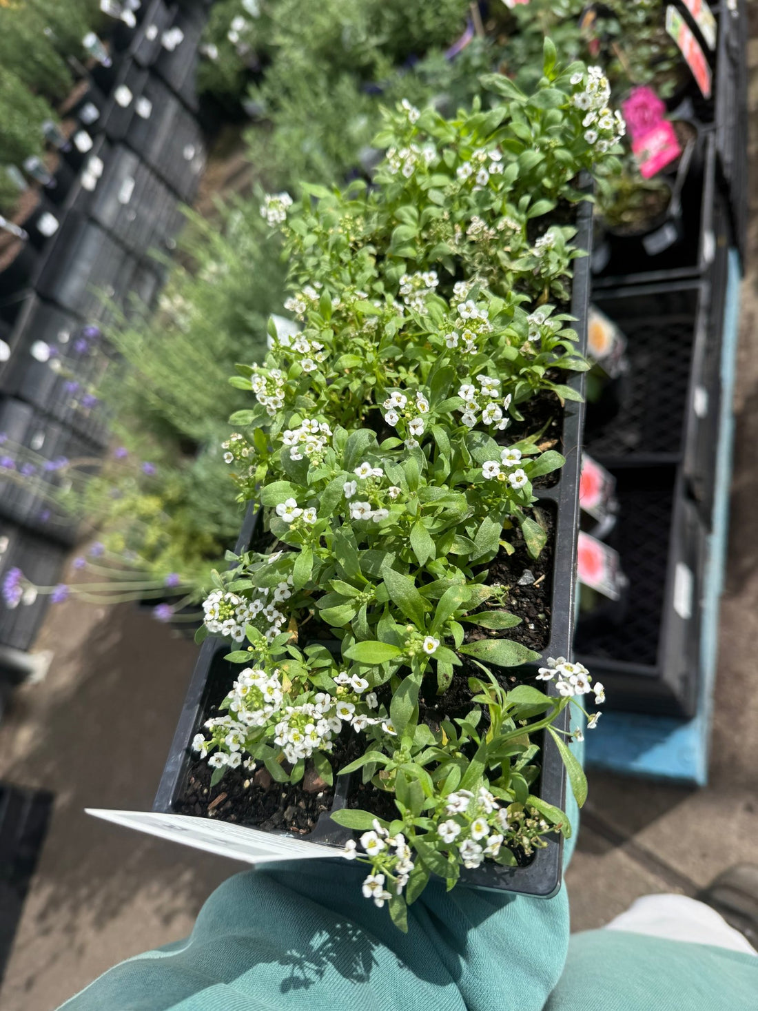 Alyssum 'Carpet of Snow' 10 Cell (PICK UP ONLY)