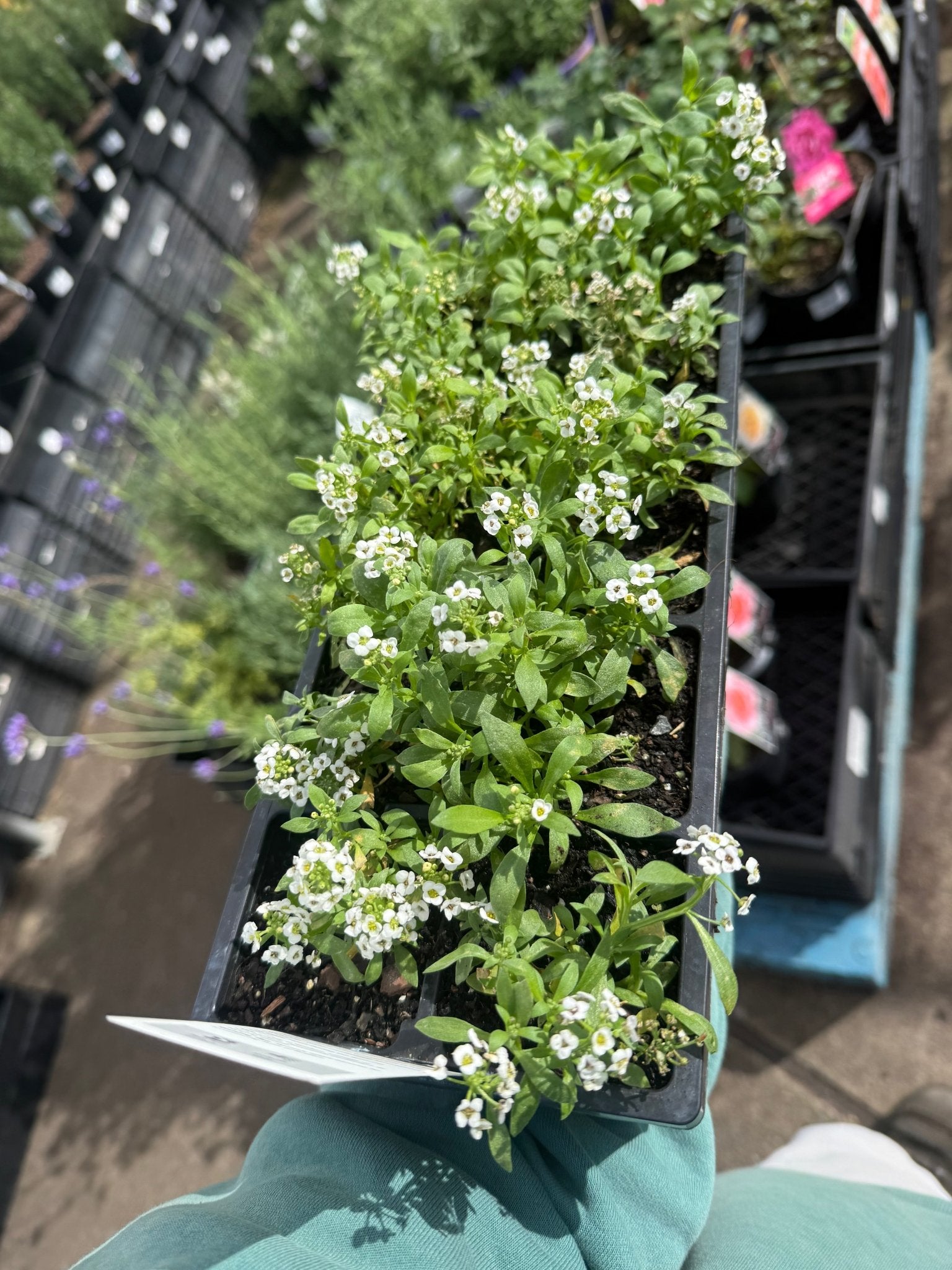 Alyssum 'Carpet of Snow' 10 Cell (PICK UP ONLY)