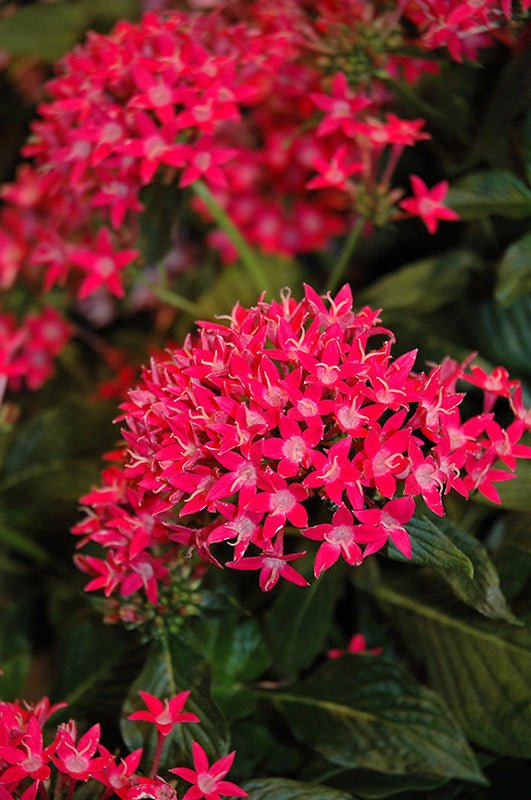 Pentas Starcluster Rose - Ladybird Nursery