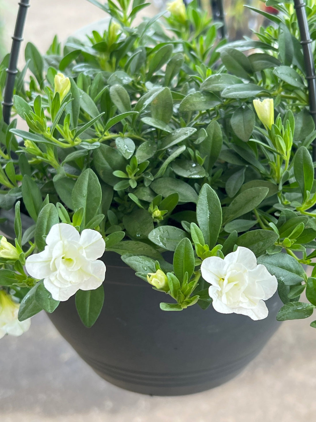 Calibrachoa 'Rosies White' Hanging Basket - Ladybird Nursery