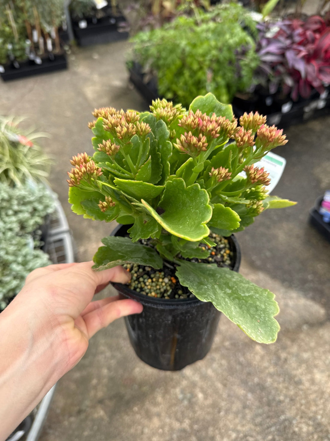 Kalanchoe 'Rudak' (Kalanchoe calandiva) - Ladybird Nursery