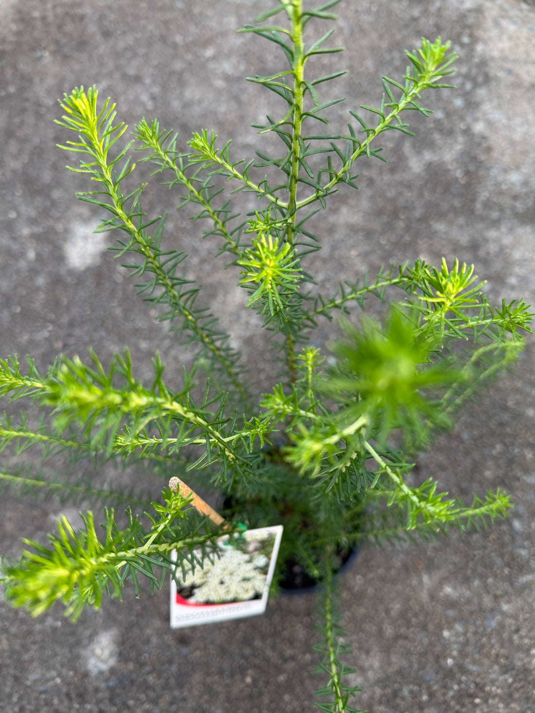 Rice Flower 'White' (Ozothamnus diosmifolius) - Ladybird Nursery