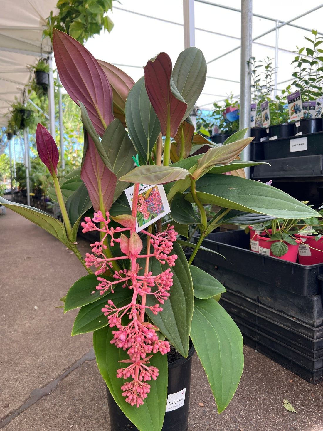 Medinilla 'Bicolour' (Medinilla bicolor Merr) - Ladybird Nursery