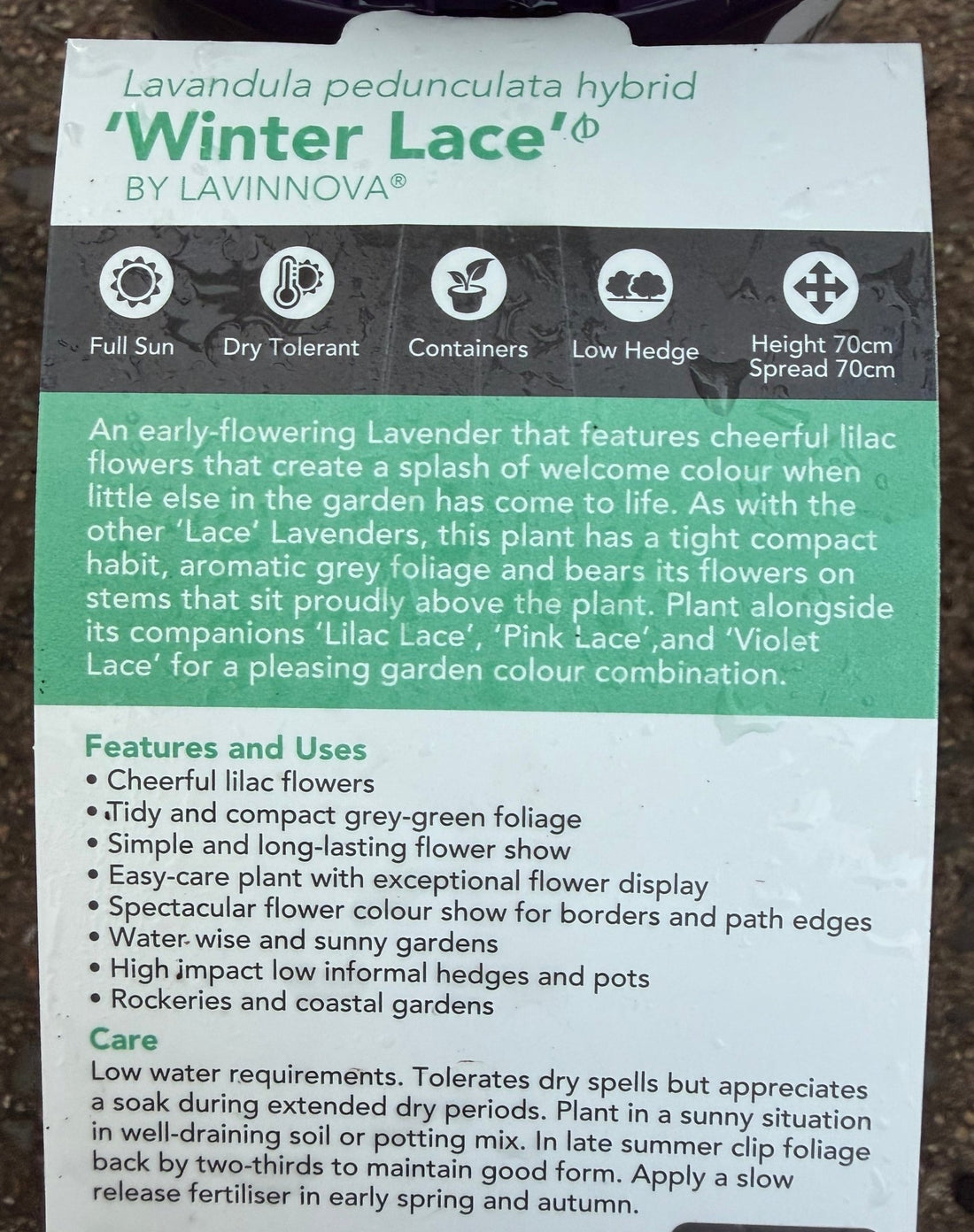 Lavender 'Winter Lace' - Ladybird Nursery