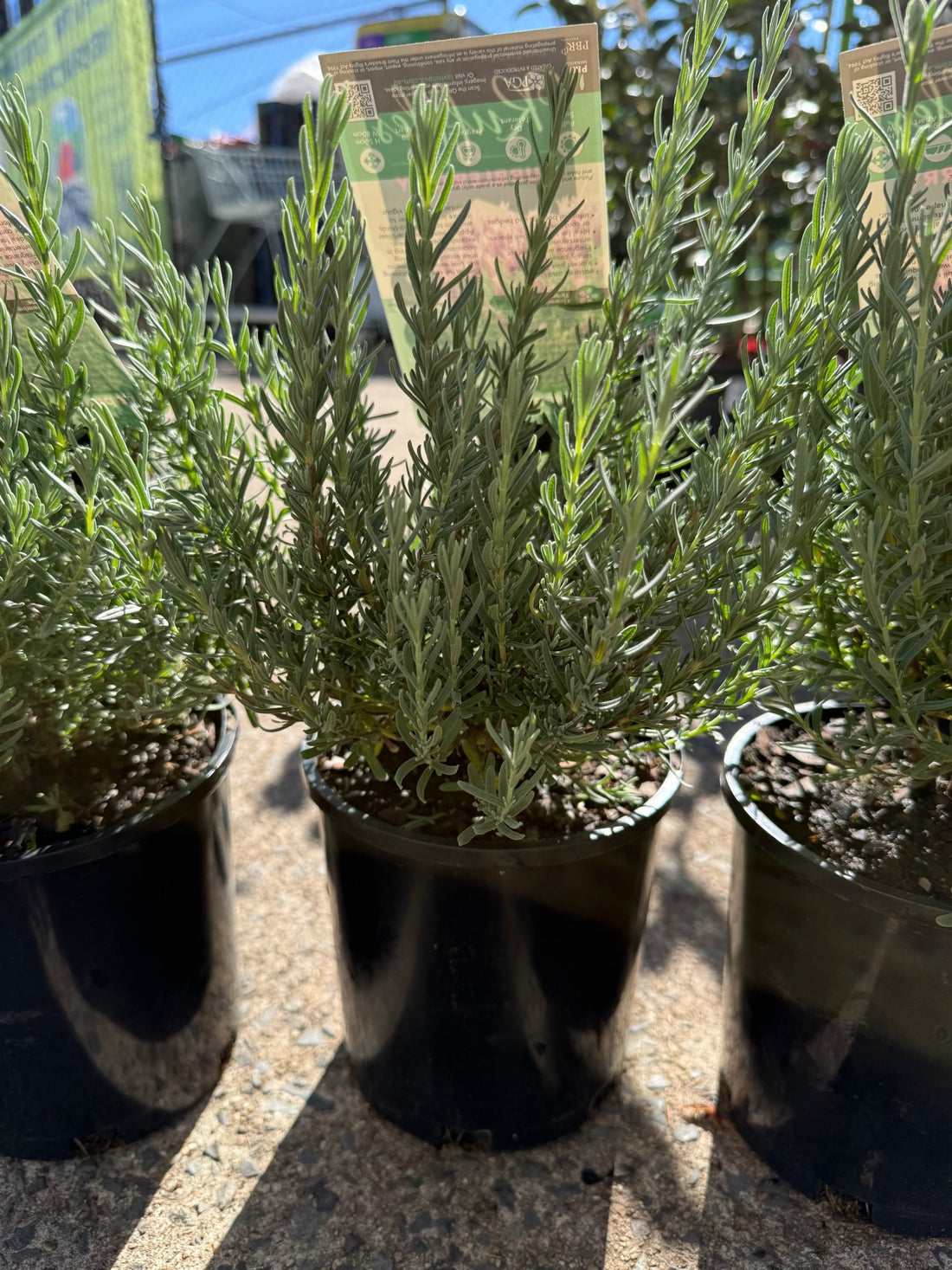 Lavender 'Bubbleberry Ruffles' (Lavandula pedunculata) - Ladybird Nursery