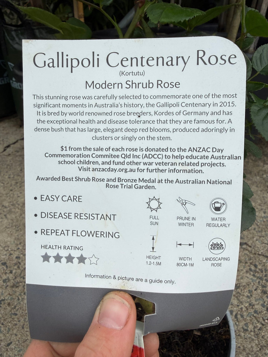 Rose 'Gallipoli Centenary' - Ladybird Nursery
