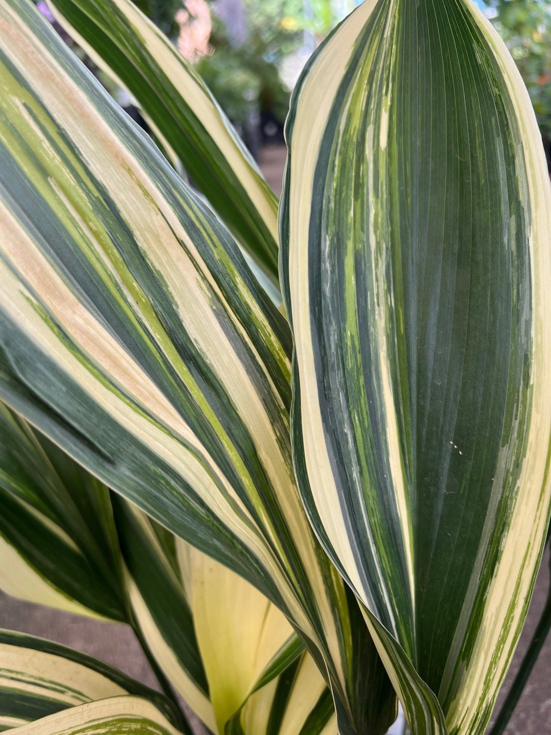 Variegated Cast Iron Plant Variegata (Aspidistra elatior) - Ladybird Nursery