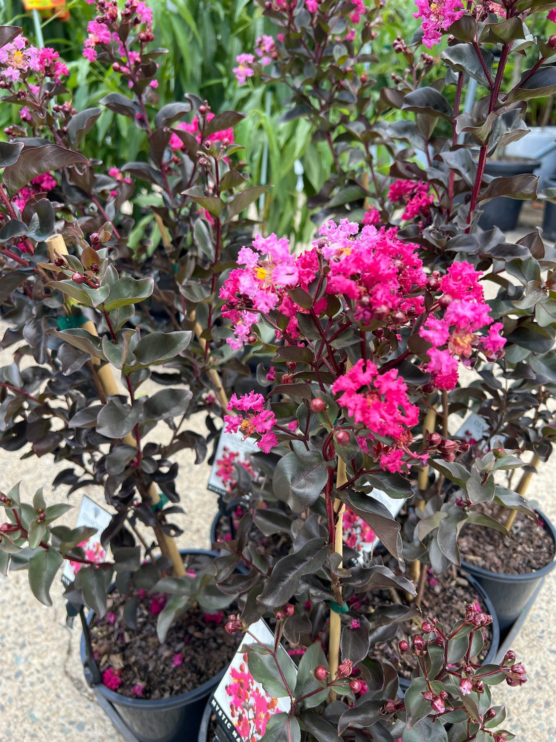 Crepe Myrtle Diamonds in the Dark Mystic Magenta (Lagerstroemia) - Ladybird Nursery