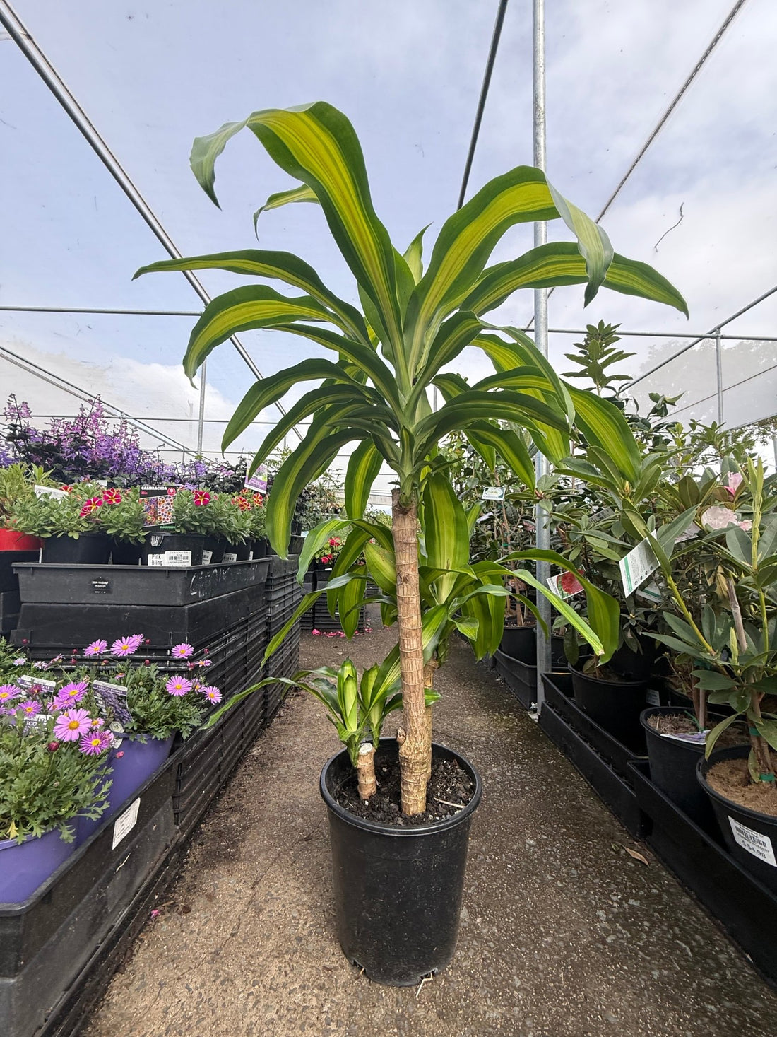 Happy Plant (Dracaena fragrans ‘Massangeana’) PICK UP ONLY - Ladybird Nursery