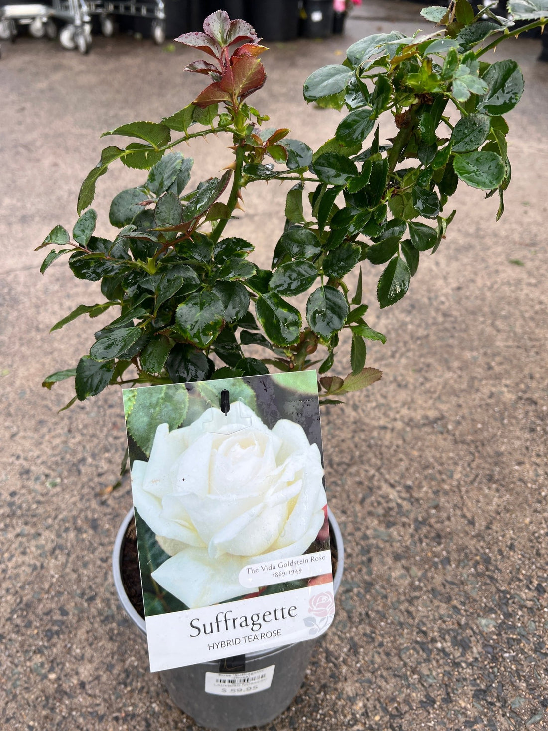 Rose 'Suffragette' (Rosa) - Ladybird Nursery