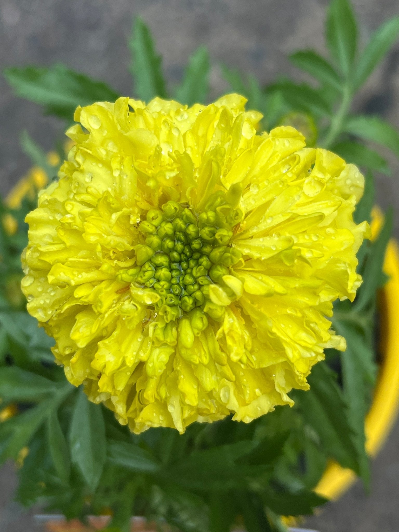 Marigold 'Pom Pom' (PICK UP ONLY) - Ladybird Nursery