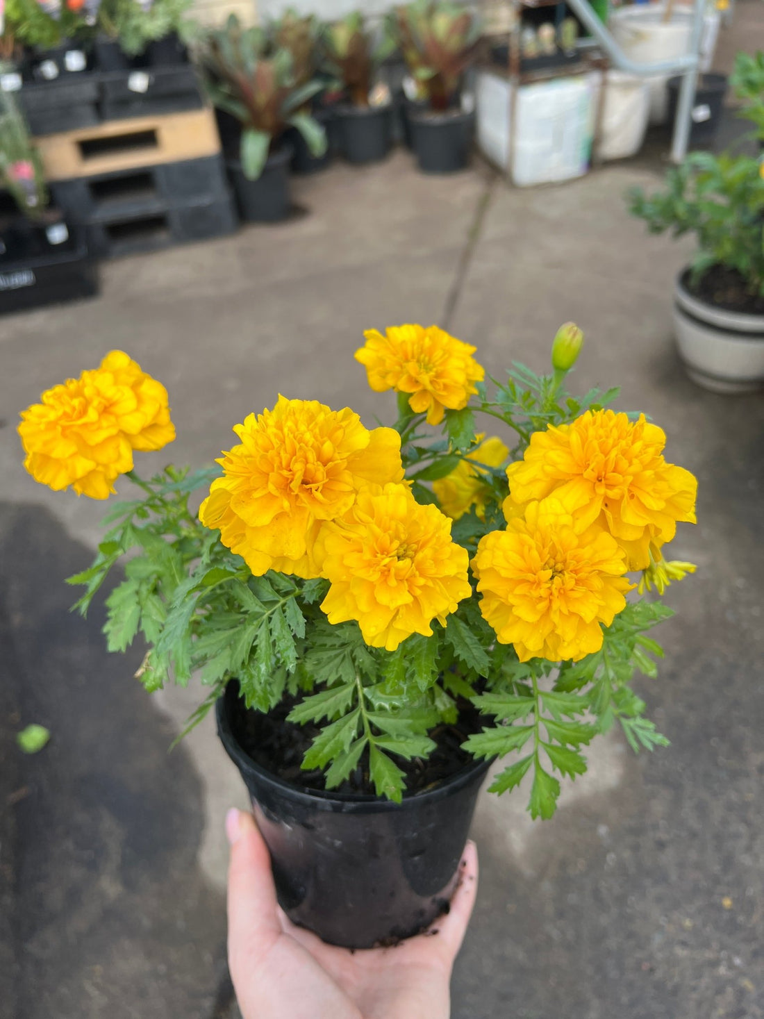 Marigold ‘French Yellow’ - Ladybird Nursery
